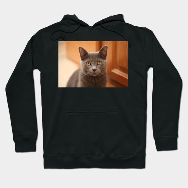 Russian Blue Kitten Hoodie by Kelly Louise Art